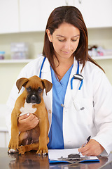 Image showing Doctor, writing or dog at veterinary clinic for animal healthcare checkup inspection or prescription. Veterinarian, history or sick boxer pet or rescue puppy in medical examination test in office