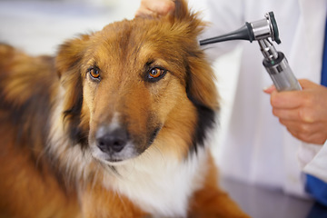 Image showing Hands of doctor, ear test or dog at veterinary clinic for animal healthcare checkup inspection or nursing. Nurse, hearing or sick rough collie pet or rescue puppy in medical examination for help