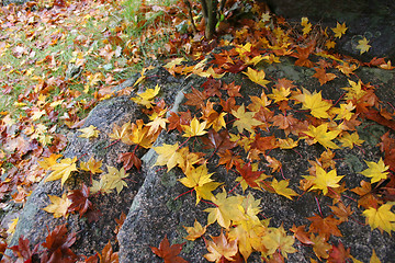 Image showing Yellow leaves
