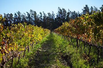 Image showing Landscape, vineyard and farm for wine, grapes and green growth on vines, plants and winery in countryside, nature with blue sky. Agriculture, sustainable farming or growing in Cape Town or spring