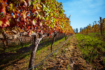 Image showing Vineyard, landscape and farm for wine, grapes and growth of vines, plants and winery in countryside, nature with view and blue sky. Agriculture, sustainable farming or growing in Cape Town or autumn