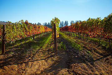 Image showing Nature, sustainable and landscape of a vineyard with plants, greenery and trees for grapes. Agriculture, rural environment and bush of vines on an empty outdoor wine farm or winery in the countryside