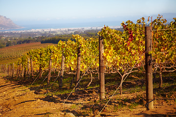 Image showing Vineyard, landscape and farm for wine, grapes and growth of vines, plants and winery in countryside, nature with view and blue sky. Agriculture, sustainable farming or growing in Cape Town or autumn