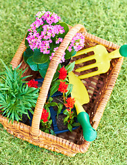 Image showing Gardening, above and a basket with flowers and tools for backyard landscaping and lawn design. Spring, horticulture and a collection of plants and equipment for creativity in nature and environment