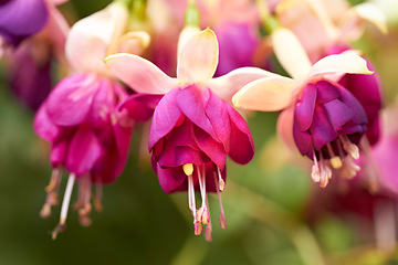 Image showing Nature, plants and pink flowers blooming in a garden or natural environment in a park. Spring, petals and closeup of a beautiful bunch of floral fuchsia blossom for a bouquet on leaves outdoor.