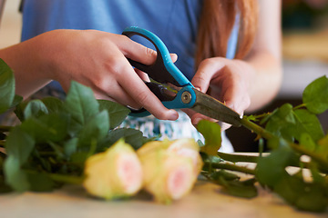 Image showing Woman, flowers and hands with scissors for stem growth, cut roses and florist service in retail shop. Closeup, female person and pruning plants for work in floral store, small business and startup