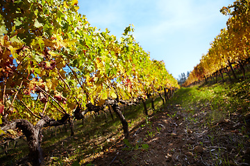 Image showing Vineyard, farm and farming for wine, grapes and growth of vines, plants and winery in countryside, nature with view and blue sky. Agriculture, sustainability or grow in Cape Town, landscape or spring