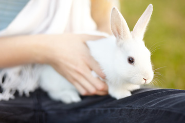 Image showing Playing, hands and a child with a rabbit in nature for bonding, touching and relax. Care, cute and a girl or person with a pet animal in a garden or backyard for fun and holding in childhood