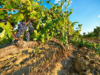 Image showing Farm, vineyard and land with grapes, nature and growth for sustainability in France. Wine, vines and countryside agriculture for production of food, plants and eco friendly fruits on field in summer.