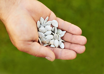 Image showing Above, nature and closeup of hands with seeds for plants, gardening or ecology. Sustainability, show and seedlings for growth of vegetables in a palm for food, sustainable and eco friendly in garden