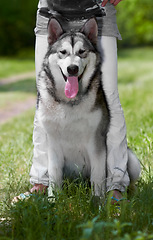 Image showing Portrait, dog and husky at park with owner, sitting on grass and bonding together. Siberian canine, animal and person with pet in nature to relax in summer, care and enjoying quality time outdoor.