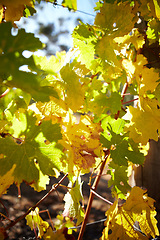 Image showing Autumn, season and nature, leaves and closeup of tree with vineyard, outdoor and sunshine. Foliage, green and sustainability with environment, eco and growth, natural landscape with farm and plants