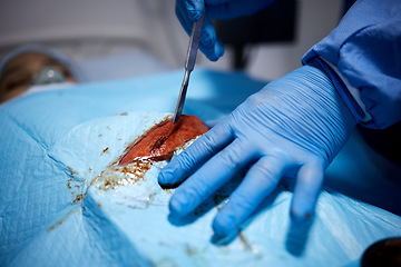 Image showing Blood, hands or doctors cutting in surgery or emergency procedure or healthcare operation in hospital. Knife, medical safety tools or closeup of surgeon in gloves helping in operating room in clinic