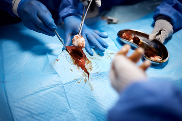 Image showing Blood, hands or surgeons cutting in surgery or emergency procedure or healthcare operation in hospital. Gloves closeup, medical safety tools or team of doctors helping in operating room with cotton