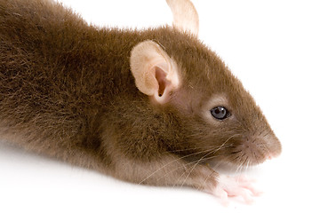 Image showing Brown Rat