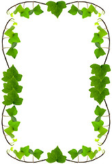 Image showing Ivy Frame Background