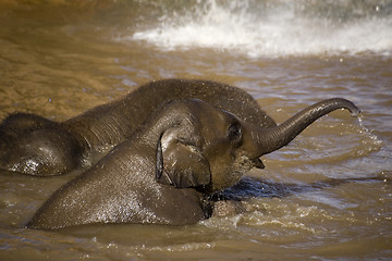 Image showing Baby elephant bathing in a lake