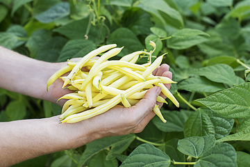 Image showing String beans