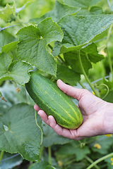 Image showing Cucumber