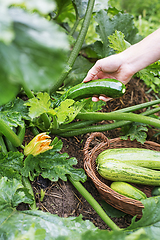 Image showing Zucchini harvest