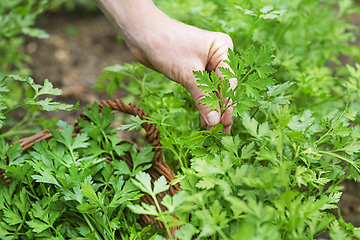 Image showing Parsley harvest