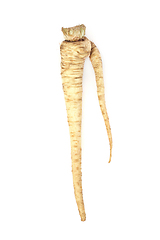 Image showing Deformed and Forked Parsnip Vegetable