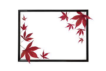 Image showing Maple Leaves of Autumn Fall Background Frame