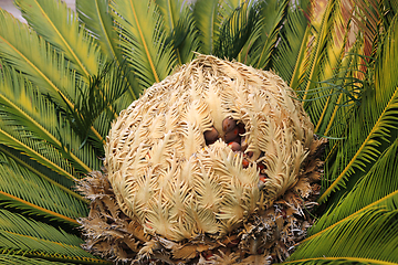 Image showing Cone with fruits of female cycas revoluta cycadaceae sago palm