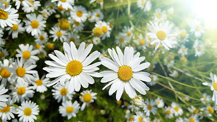 Image showing Beautiful daisies in a summer field lit by sunlight