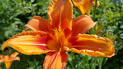 Image showing Beautiful bright orange day-lily on a sunny summer garden