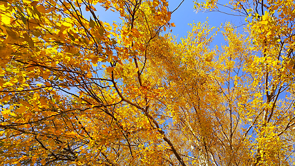 Image showing Branches of autumn birch tree with bright yellow foliage