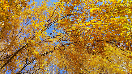 Image showing Branches of autumn birch tree with bright yellow leaves