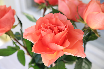 Image showing Beautiful bouquet of delicate roses 