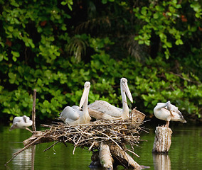 Image showing Pelicans