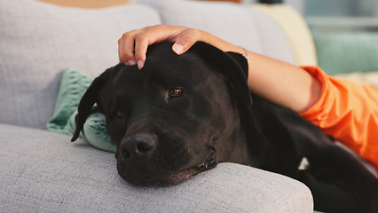 Image showing Home, sofa and woman pet dog for love, support and animal care in living room to relax, chill and happy. Best friend, cute and hands of owner on canine for petting, bonding and quality time together