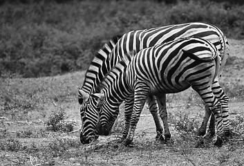 Image showing Zebras