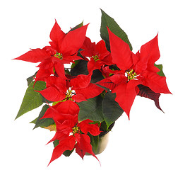 Image showing Poinsettia