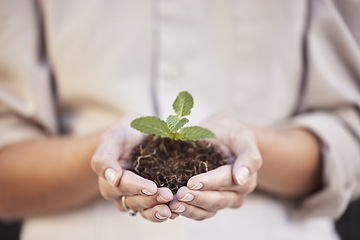 Image showing Hands, seedling and woman with business growth for startup company, investment and accountability. Soil, plant and development with start, hope and entrepreneurship for goal, sustainability or future