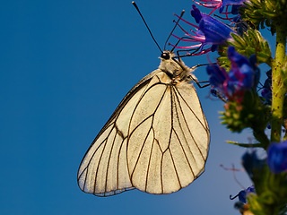 Image showing Butterfly, flowers and garden with purple leaf or nature background or park and lavender plant in spring. Outdoor, sky and wings of bug in eco friendly environment for sustainable floral growth