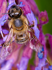 Image showing Closeup, bee on flower and collecting pollen in spring or isolated insect, purple plant and sustainable growth in nature. Bees, summer color and pollinating natural plants for environment in macro