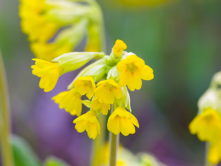 Image showing Nature, spring and yellow flowers blooming in a garden for ecology, gardening and leaf scenery. Sustainable, beauty and floral plants with natural, organic and colorful petals in outdoor environment.