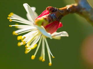 Image showing Flower, nature and spring with a plant growing closeup outdoor for green ecology or sustainability. Garden, environment and an apricot flowering or blooming in the eco friendly countryside outside