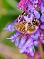 Image showing Bee, closeup on flower for pollen collection in spring or isolated insect, purple plant and sustainable growth in nature. Bees, summer color and pollinating natural plants for environment in macro