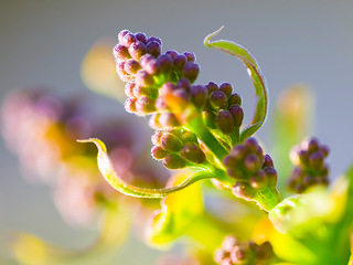 Image showing Lilac flower, nature and sustainability closeup in a garden during spring for plant growth. Earth day, environment and eco friendly with flowers, plants or leaves growing outdoor in a green garden