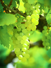 Image showing Summer, plant and agriculture with grapes on vineyard for growth, sustainability and environment. Fruit, nature and ecology with winery in countryside field for farming, harvest and organic produce