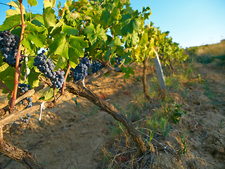 Image showing Nature, plant and agriculture with grapes on vineyard for growth, sustainability and environment. Fruit, summer and ecology with winery in countryside field for farming, harvest and organic produce