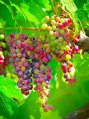 Image showing Fruit, plant and agriculture with grapes on vineyard for growth, sustainability and environment. Nature, summer and ecology with winery in countryside field for farming, harvest and organic produce