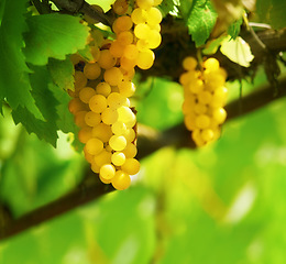 Image showing Nature, fruit and agriculture with grapes on vineyard for growth, sustainability and environment. Plants, summer and ecology with winery in countryside field for farming, harvest and organic produce