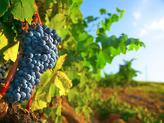 Image showing Nature, farm and agriculture with grapes on vineyard for growth, sustainability and environment. Fruit, summer and ecology with winery in countryside field for plants, harvest and organic produce
