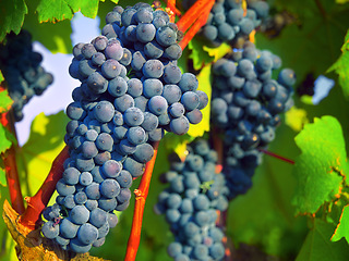 Image showing Nature, plant and fruit with grapes on vineyard for growth, sustainability and environment. Agriculture, summer and ecology with winery in countryside field for farming, harvest and organic produce